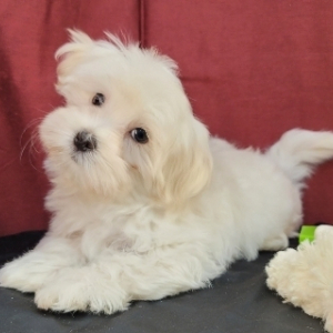 Havanese Puppy Zeb