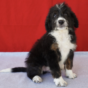 Bernedoodle Puppy Ory
