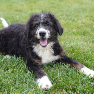 Bernedoodle Puppy Ory