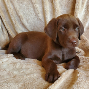 Labrador Retriever Puppy Patience