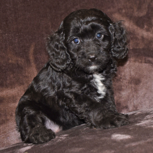Cavapoo Puppy Paco