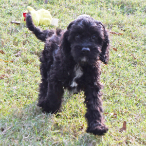 Cavapoo Puppy Paco
