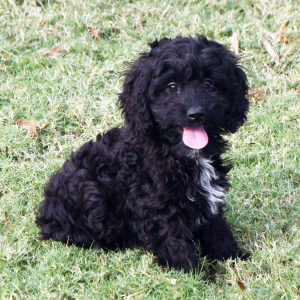 Cavapoo Puppy Paco
