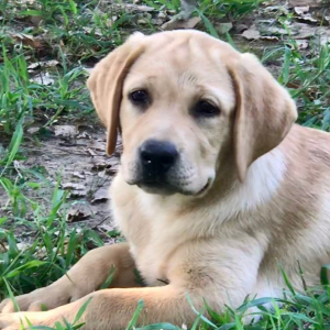 Labrador Retriever Puppy Rowan