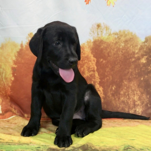 Labrador Retriever Puppy Brie