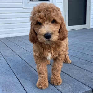 Goldendoodle Puppy Drake