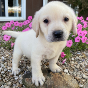 Labrador Retriever Puppy Dion