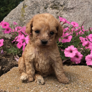 Poodle Puppy Lila