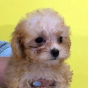 Poodle Puppy Lila