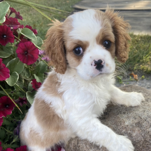 Cavalier King Charles Spaniel Puppy Zack