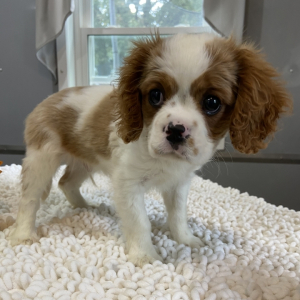 Cavalier King Charles Spaniel Puppy Zack