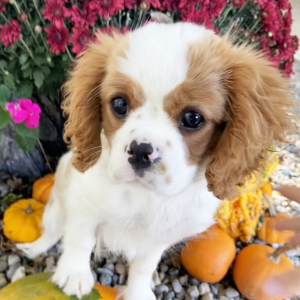 Cavalier King Charles Spaniel Puppy Zack
