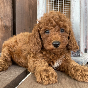 Poodle Puppy Rex
