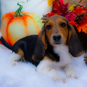 Beagle Puppy Cassie