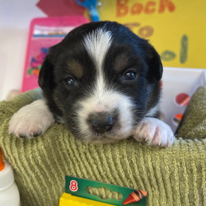 Australian Shepherd Puppy Bobby