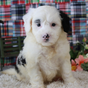 Sheepadoodle Puppy Rebecca