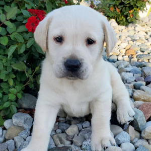 Labrador Retriever Puppy Skylar