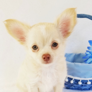 Chihuahua Puppy Prince