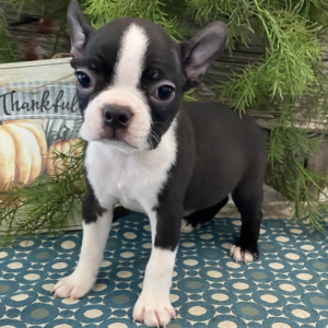Boston Terrier Puppy Ricardo