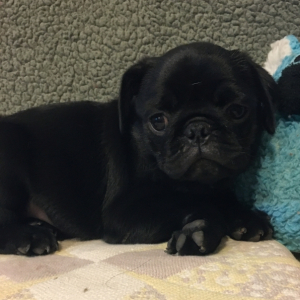 Pug Puppy Bubba