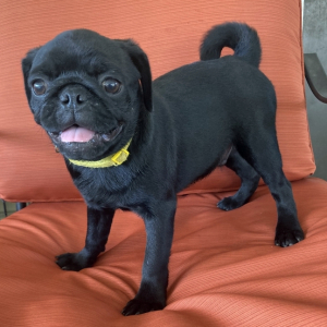 Pug Puppy Bubba