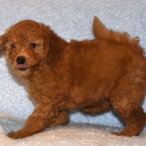 Labradoodle Puppy Pearce
