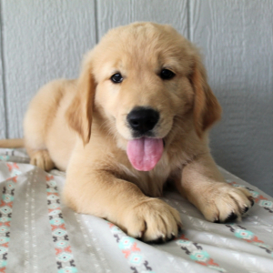 Golden Retriever Puppy Danny