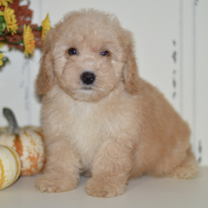 Poodle Puppy Axel