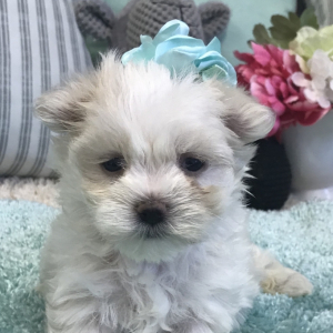 Maltese Puppy Joy