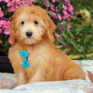 Goldendoodle Puppy Chase