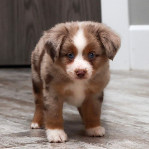 Miniature American Shepherd Puppy Weston