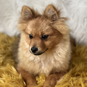 Pomeranian Puppy Boo