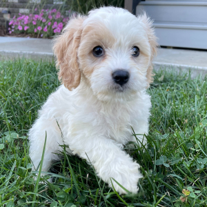 Cavachon Puppy Al