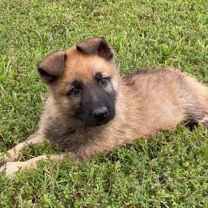 German Shepherd Dog Puppy Bransen
