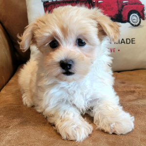 Maltipoo Puppy Chanel