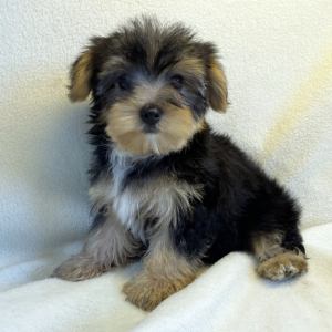 Yorkshire Terrier Puppy Pepi