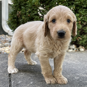 Goldendoodle Puppy Betsy