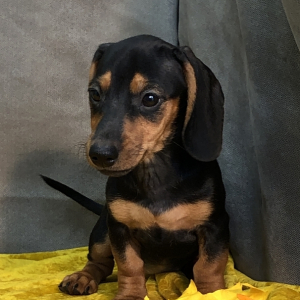 Dachshund Puppy Cookie
