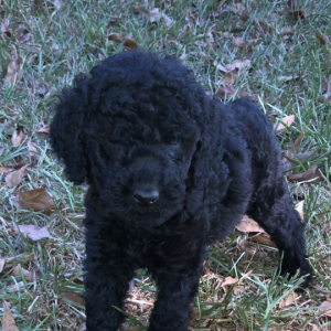 Labradoodle Puppy Ava