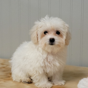 Maltipoo Puppy Carter