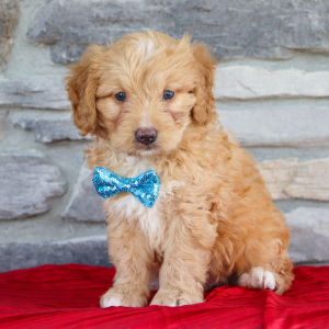 Bernedoodle Puppy Tony
