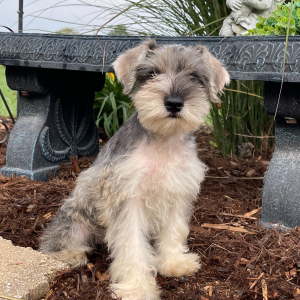 Miniature Schnauzer Puppy Zoe