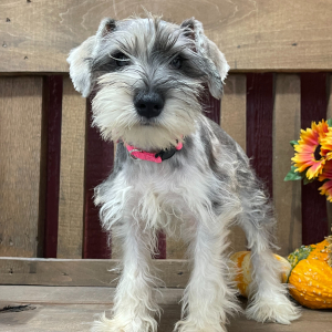 Miniature Schnauzer Puppy Zoe