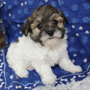 Maltipoo Puppy Chewy