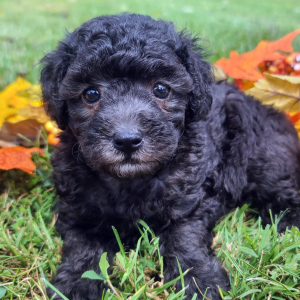 Poodle Puppy Meeko