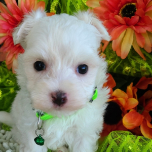Maltese Puppy Tex