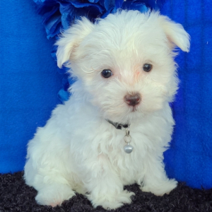 Maltese Puppy Tex