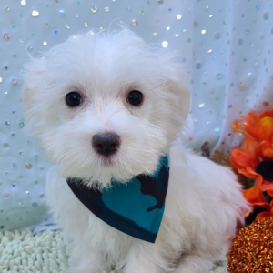Maltese Puppy Tex