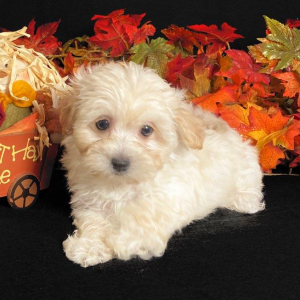 Maltipoo Puppy Gracie