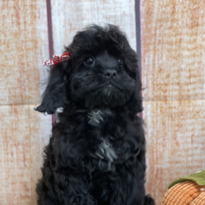 Cockapoo Puppy Izabel